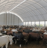 COWSHEDS