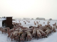 Летние и зимние свинарники